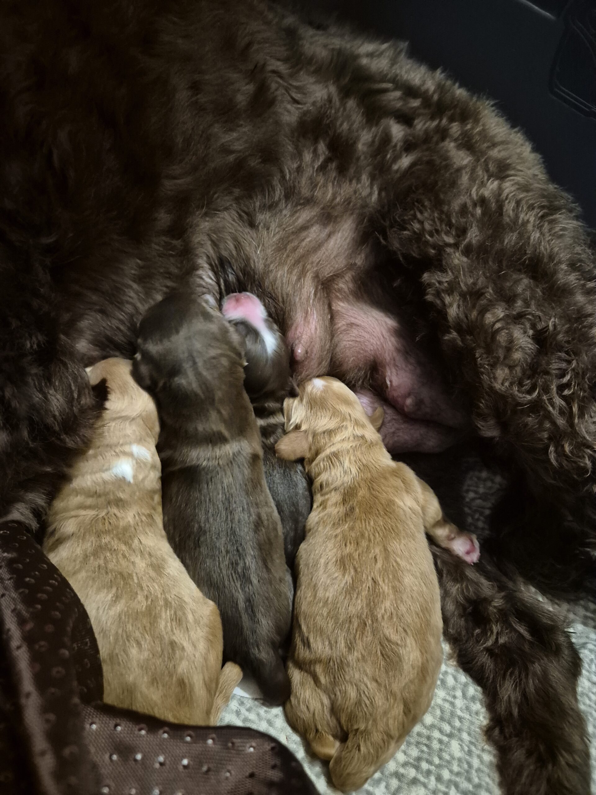 4 november zijn de puppy's geboren