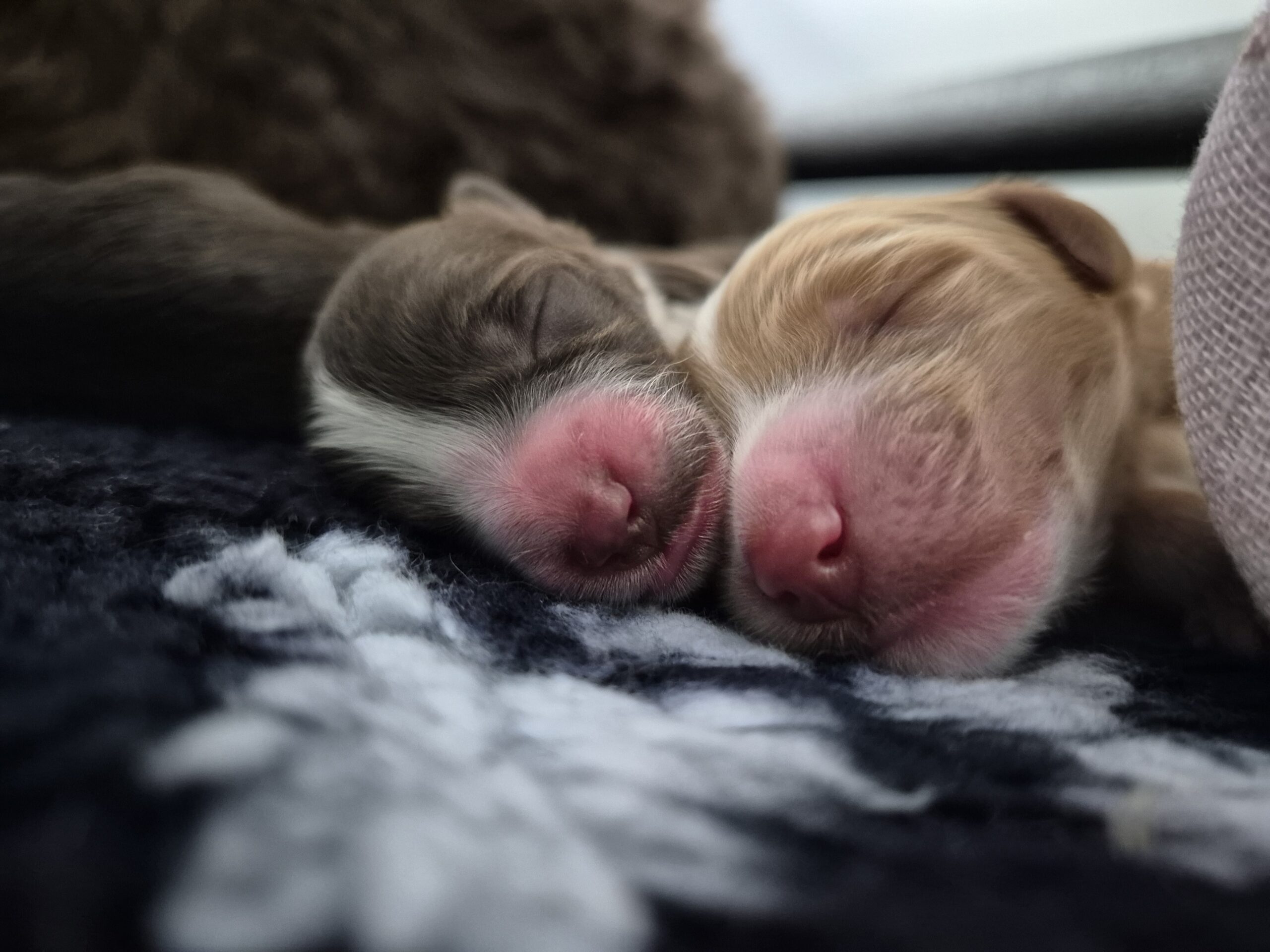 2 caramel pups 1 parti en 1 bruintje